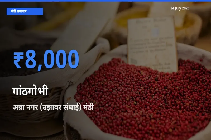टॉप मंडी बना अन्ना नगर (उझावर संधाई)! गांठगोभी के सबसे ऊँचे दाम यहीं दर्ज