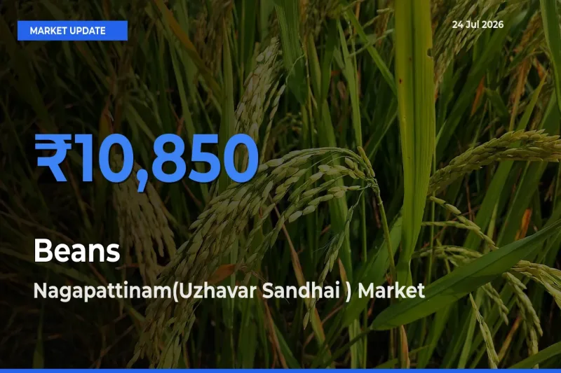 Nagapattinam(Uzhavar Sandhai ) Offers ₹10,850 – Highest Beans Rate Today