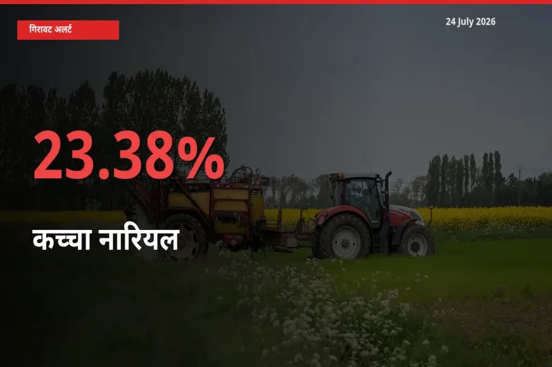 स्थानीय मंडी में कच्चा नारियल के दाम अचानक 23.38% गिरे, किसानों की चिंता बढ़ी
