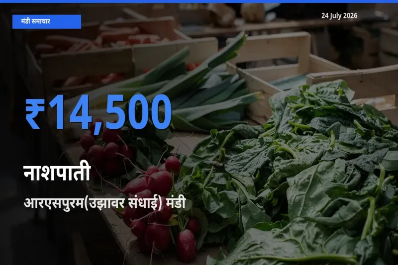 आरएसपुरम(उझावर संधाई) में नाशपाती का आज सबसे ऊँचा भाव