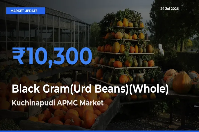 Kuchinapudi APMC Tops Black Gram(Urd Beans)(Whole) Rates – July 24 Market Update
