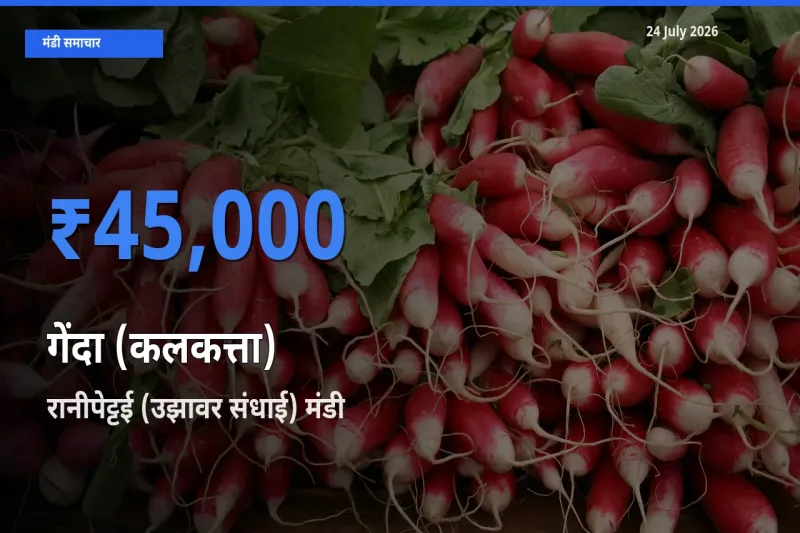 किसानों की पसंद बना रानीपेट्टई (उझावर संधाई), गेंदा (कलकत्ता) के सबसे अच्छे दाम