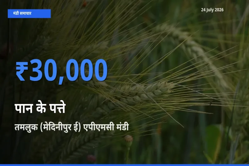 आज पान के पत्ते के सबसे ऊँचे दाम ₹30,000 तमलुक (मेदिनीपुर ई) एपीएमसी मंडी में