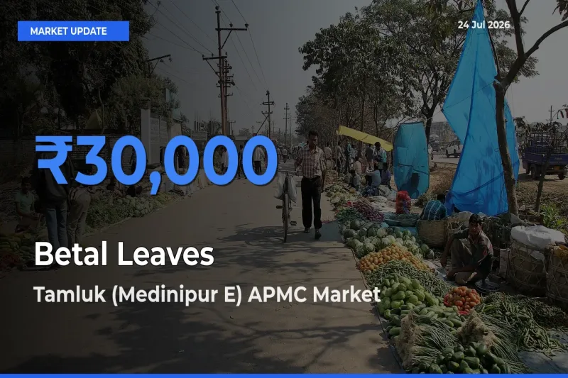 Tamluk (Medinipur E) APMC Emerges as Top Mandi for Betal Leaves Prices Today