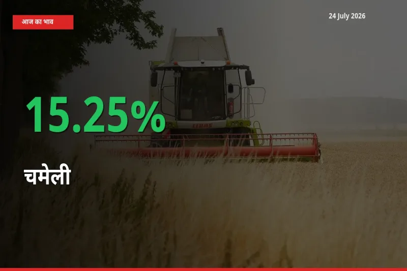 किसानों के लिए खुशखबरी! स्थानीय मंडी में चमेली 15.25% उछला