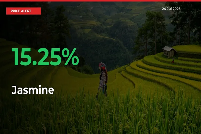 Big Rally! Jasmine Climbs 15.25% in 24 Hours at Top Mandis