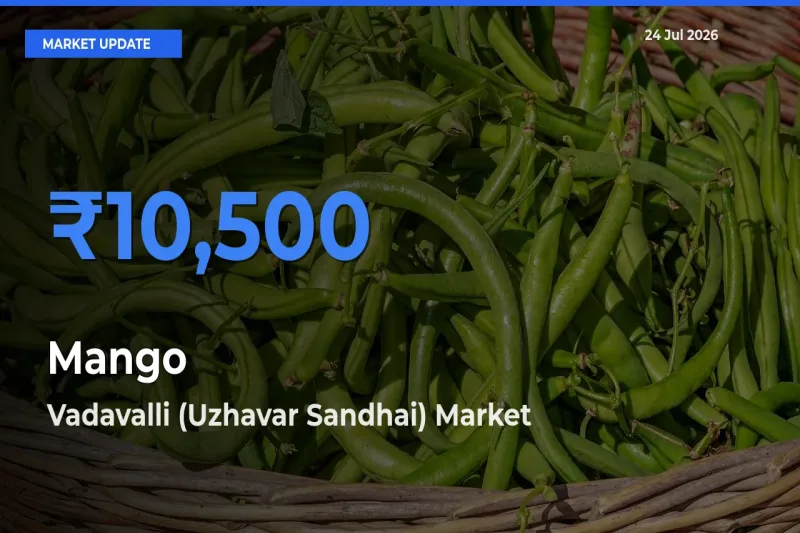 Mango Mandi Rate Today: Vadavalli (Uzhavar Sandhai) Tops the List