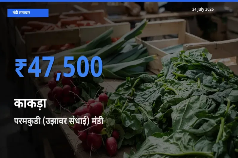 24 July अपडेट: काकड़ा के सबसे ऊँचे दाम परमकुडी (उझावर संधाई) मंडी में