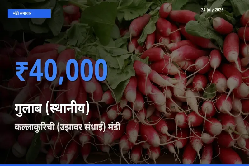 किसानों की पसंद बना कल्लाकुरिची (उझावर संधाई), गुलाब (स्थानीय) के सबसे अच्छे दाम