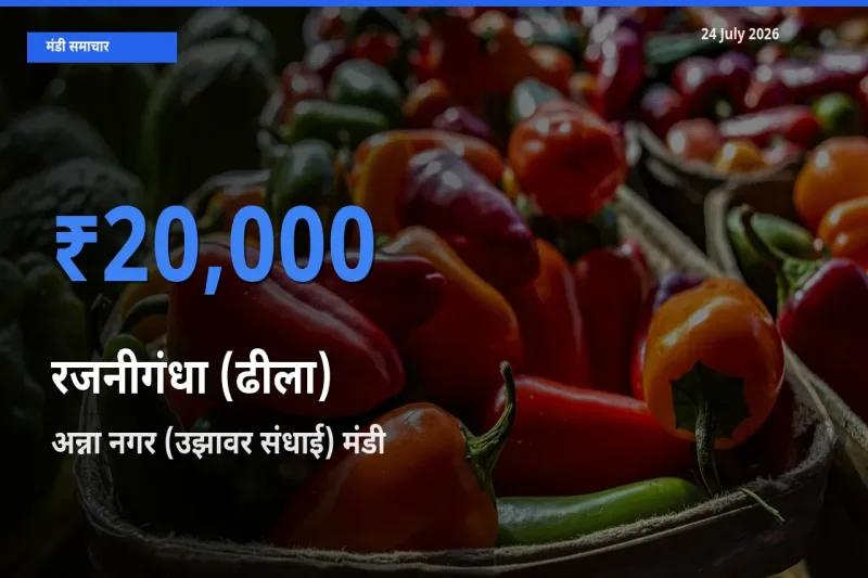 आज रजनीगंधा (ढीला) के सबसे ज़्यादा दाम अन्ना नगर (उझावर संधाई) मंडी में दर्ज