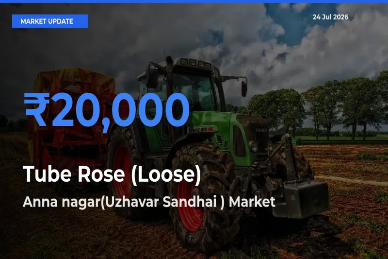 Farmers Prefer Anna nagar(Uzhavar Sandhai ) as Tube Rose (Loose) Hits Highest Rate