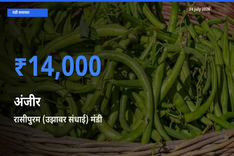 किसानों की पसंद बना रासीपुरम (उझावर संधाई), अंजीर के सबसे अच्छे दाम