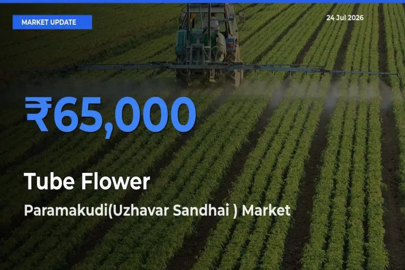 Farmers Prefer Paramakudi(Uzhavar Sandhai ) as Tube Flower Hits Highest Rate