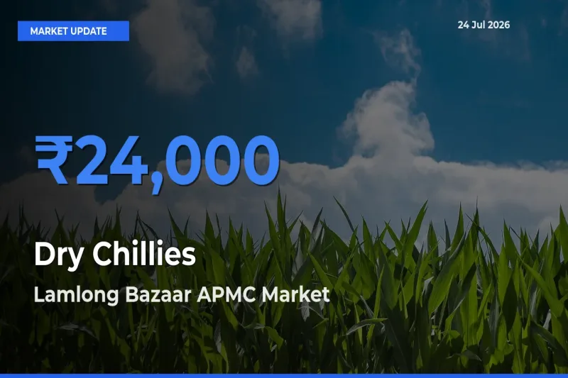 Market Watch: Lamlong Bazaar APMC Becomes Top Mandi for Dry Chillies