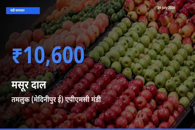 24 July अपडेट: मसूर दाल के सबसे ऊँचे दाम तमलुक (मेदिनीपुर ई) एपीएमसी मंडी में
