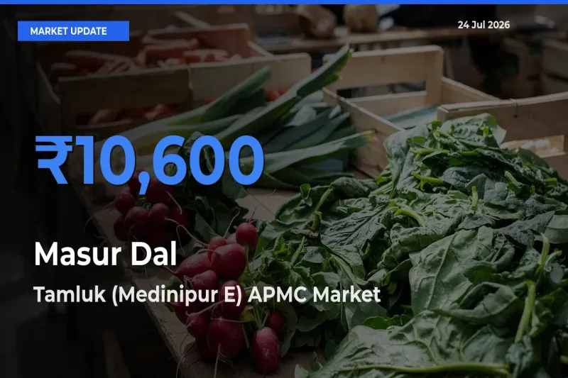 Tamluk (Medinipur E) APMC Leads as Top Mandi for Masur Dal Prices