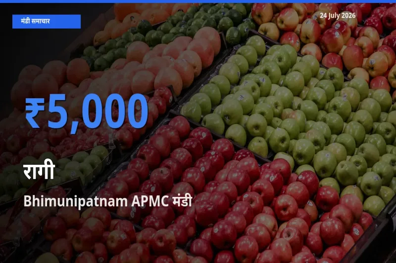 बाज़ार संकेत: Bhimunipatnam APMC बना रागी के लिए आज की टॉप मंडी