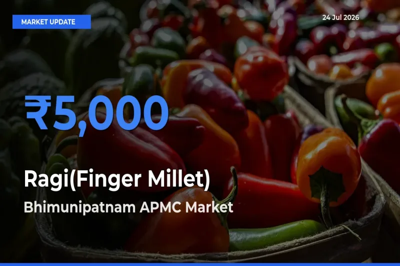 Top Performer! Bhimunipatnam APMC Offers Best Ragi(Finger Millet) Price Today