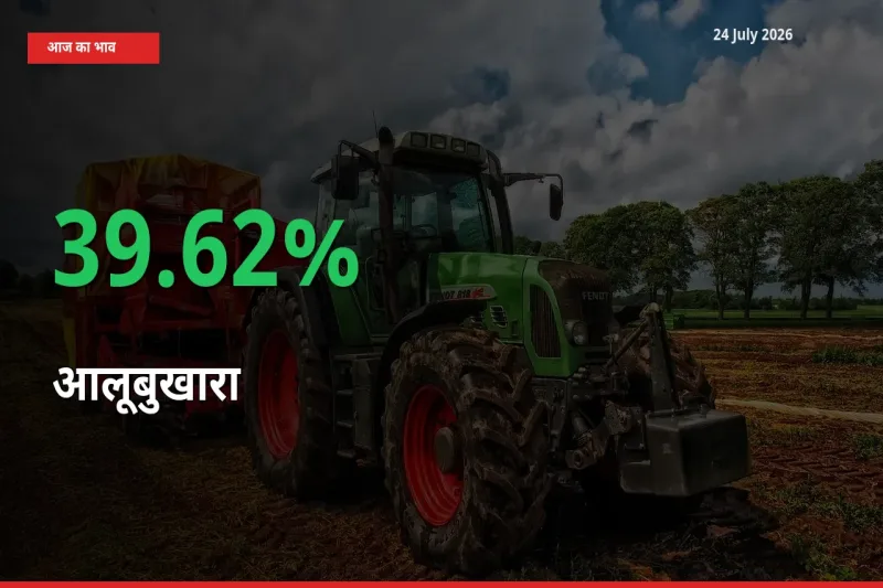 किसानों के लिए खुशखबरी! स्थानीय मंडी में आलूबुखारा 39.62% उछला