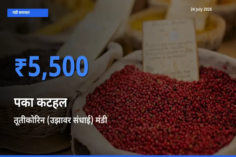 आज पका कटहल के सबसे ज़्यादा दाम तूतीकोरिन (उझावर संधाई) मंडी में दर्ज