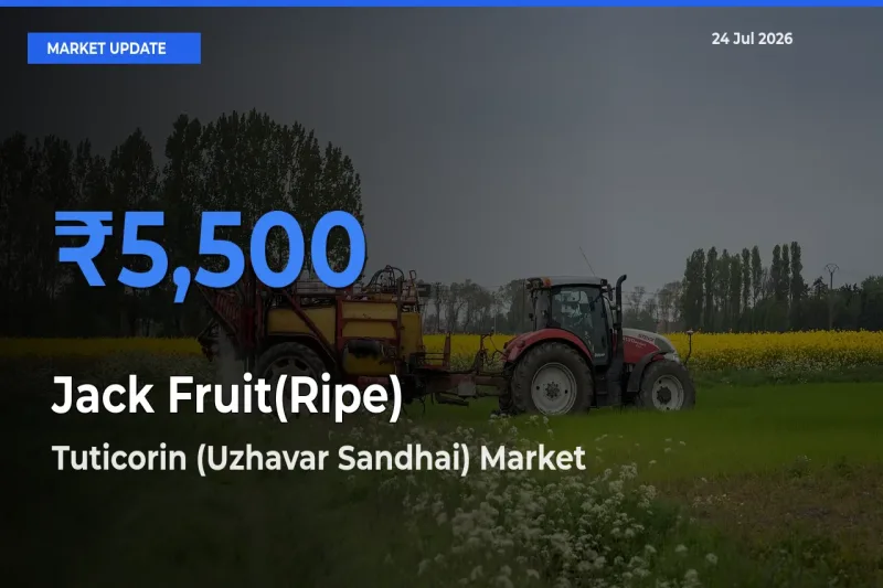 Top Performer! Tuticorin (Uzhavar Sandhai) Offers Best Jack Fruit(Ripe) Price Today