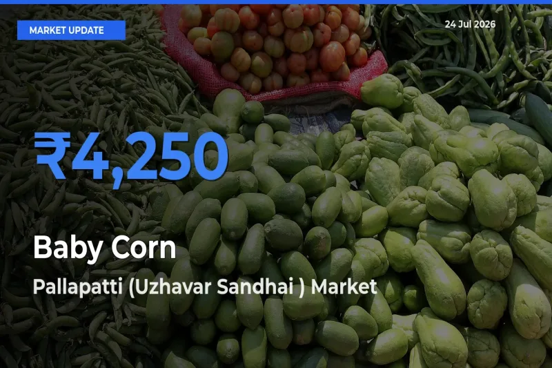 Pallapatti (Uzhavar Sandhai ) Offers ₹4,250 – Highest Baby Corn Rate Today