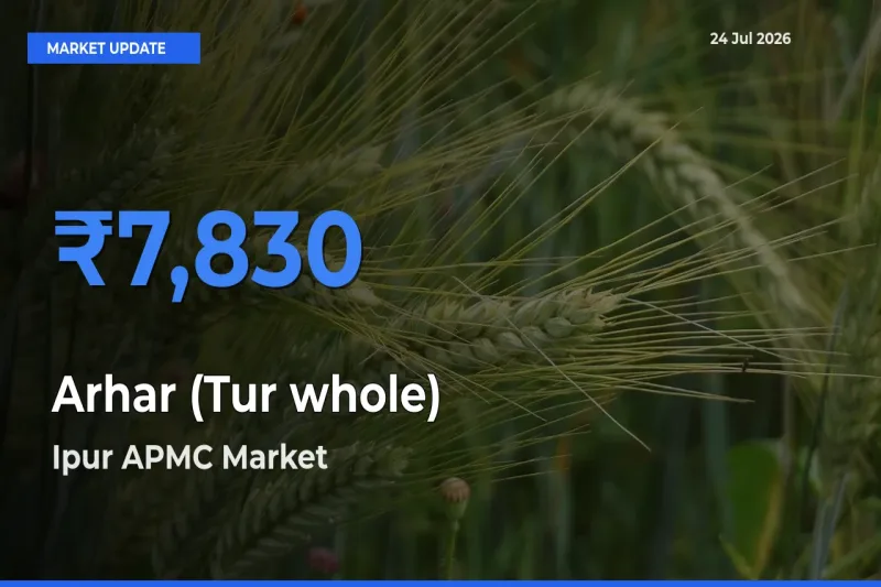Ipur APMC Leads as Top Mandi for Arhar (Tur whole) Prices