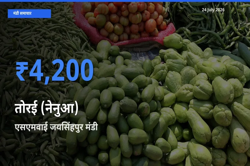 आज तोरई (नेनुआ) के सबसे ज़्यादा दाम एसएमवाई जयसिंहपुर मंडी में दर्ज