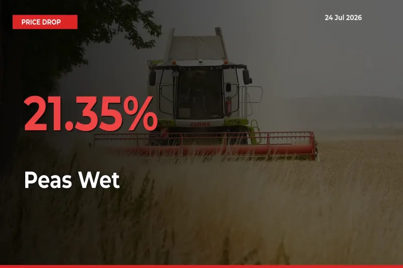 21.35% Drop in Peas Wet Prices – Mandi Sees Sudden Fall