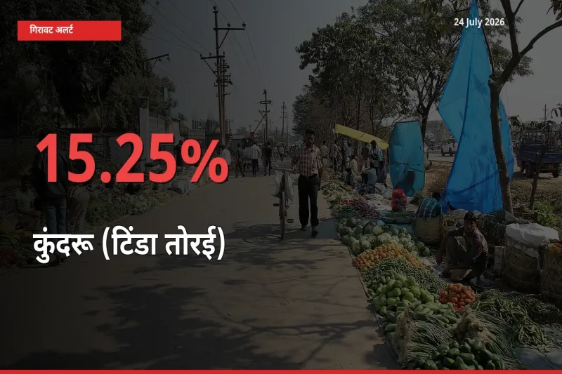 अचानक झटका! मंडी में कुंदरू (टिंडा तोरई) के दाम 15.25% टूटे