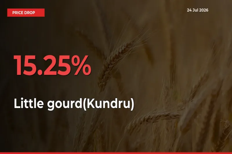 15.25% Drop in Little gourd(Kundru) Prices – Mandi Sees Sudden Fall