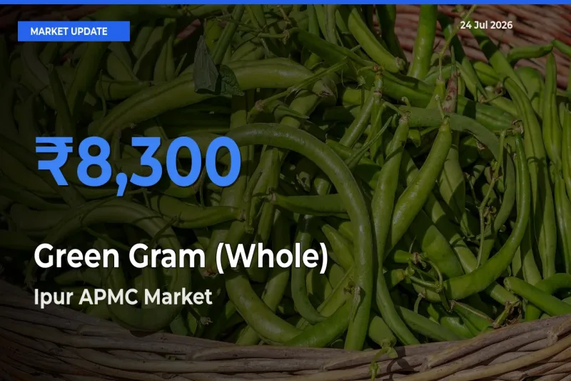 Ipur APMC Tops Green Gram (Whole) Mandi Rates Today
