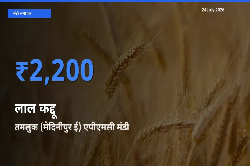 तमलुक (मेदिनीपुर ई) एपीएमसी मंडी में लाल कद्दू ₹2,200 पर पहुँचा – आज का सर्वोच्च भाव
