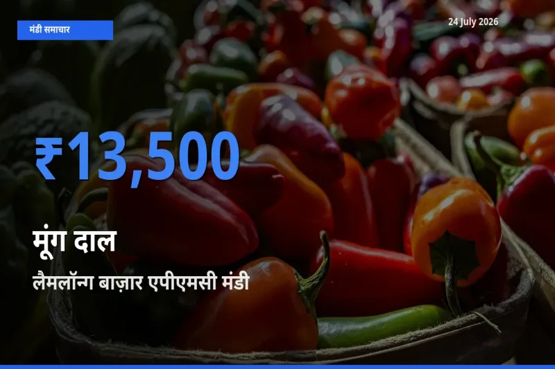 बाज़ार संकेत: लैमलॉन्ग बाज़ार एपीएमसी बना मूंग दाल के लिए आज की टॉप मंडी