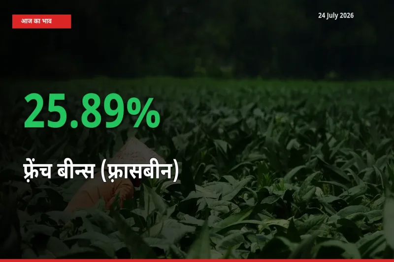 तेज़ तेजी! मंडी में फ़्रेंच बीन्स (फ़्रासबीन) के दाम 25.89% चढ़े