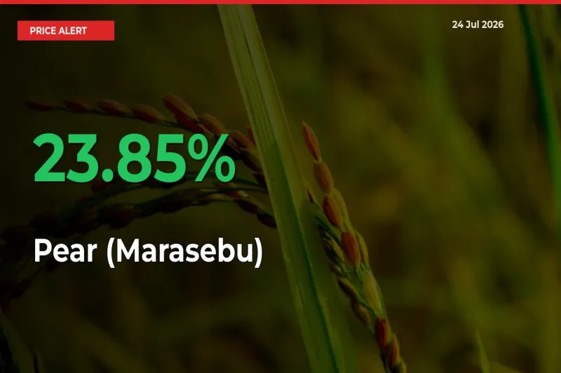 Pear (Marasebu) Rises 23.85% at Mandis