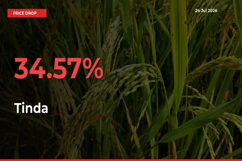 Tinda Mandi Rate Today: Prices Fall 34.57% at Market
