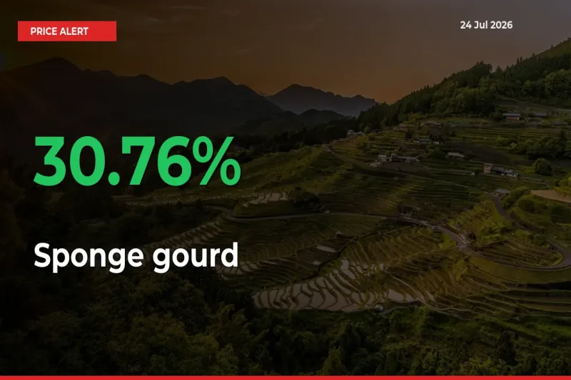 Sponge gourd Mandi Rate Today: Prices Jump 30.76% at Market