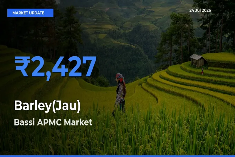 Bassi APMC Tops Barley(Jau) Rates – July 24 Market Update
