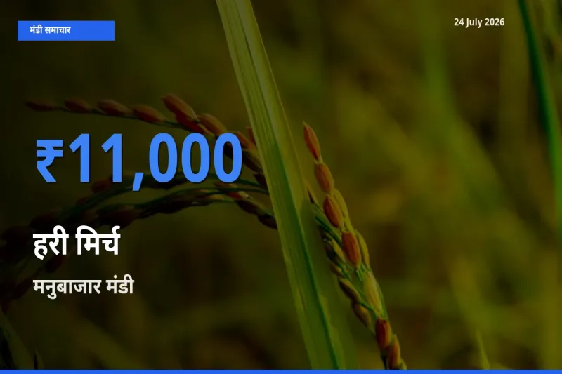 मनुबाजार मंडी में आज हरी मिर्च के सबसे ऊँचे दाम दर्ज