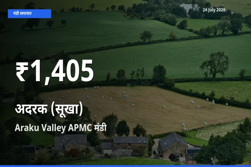 Araku Valley APMC में अदरक (सूखा) ₹1,405 पर गिरा – 30 दिन का न्यूनतम भाव