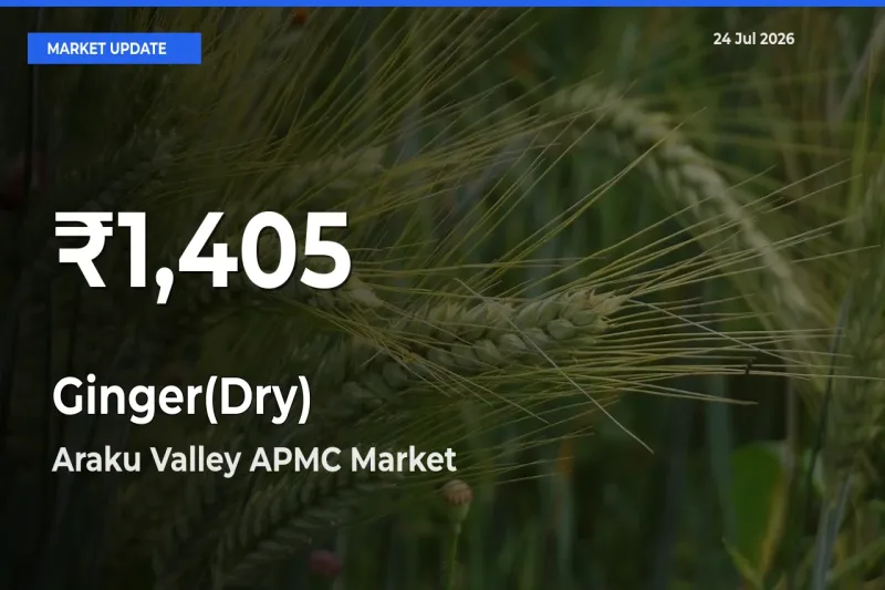 Why Ginger(Dry) Prices Slumped in Araku Valley APMC – 30-Day Low Today
