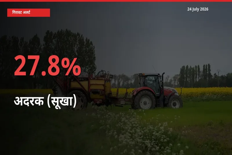 अदरक (सूखा) के दाम प्रमुख मंडी में 27.8% गिरे, 24 घंटे में बड़ा बदलाव