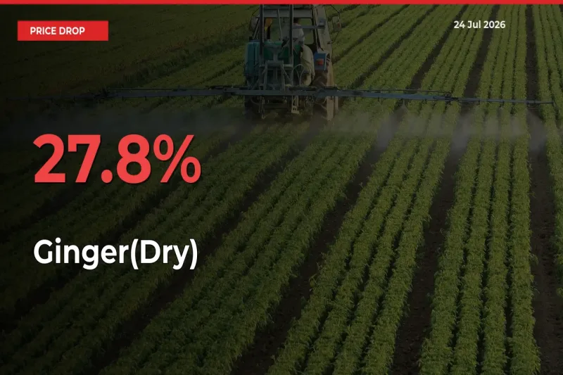 Ginger(Dry) Prices Drop 27.8% – July 24 Market Update from Mandis