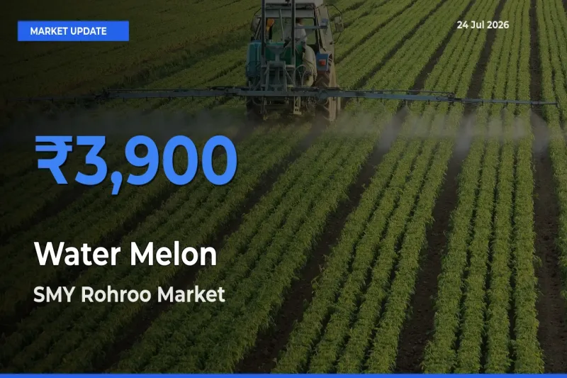 SMY Rohroo Tops Water Melon Rates – July 24 Market Update