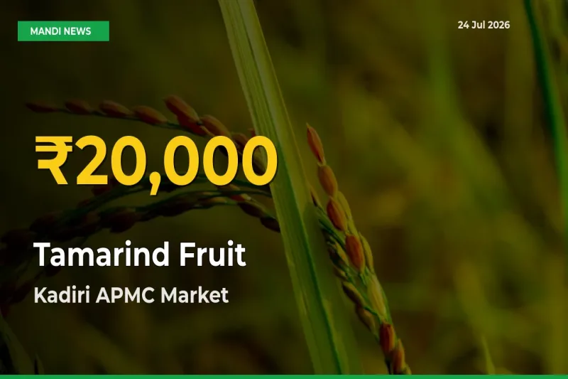 Tamarind Fruit Price Hits New High in Kadiri APMC Today – Check Latest Mandi Rates
