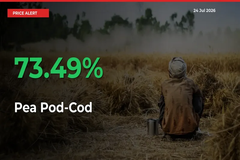 Pea Pod-Cod Rises 73.49% at Mandis
