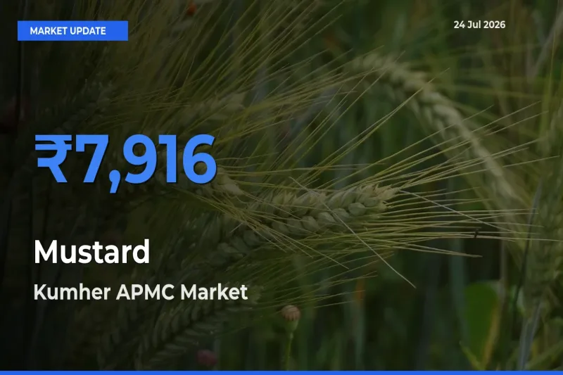 Farmers Prefer Kumher APMC as Mustard Hits Highest Rate
