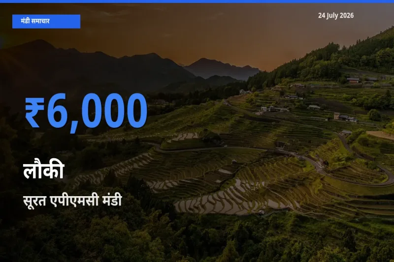 आज लौकी के सबसे ऊँचे दाम ₹6,000 सूरत एपीएमसी मंडी में