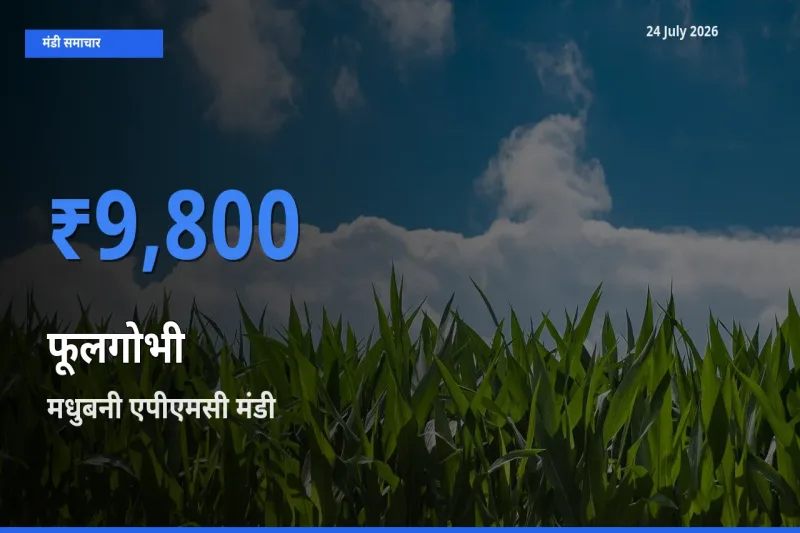 मधुबनी एपीएमसी मंडी में फूलगोभी ₹9,800 पर पहुँचा – आज का सर्वोच्च भाव